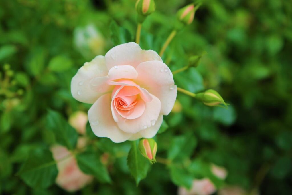 Rose Garden Funeral Home: Compassionate, Peaceful Farewell with Dignity